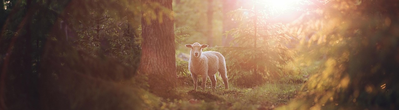 animal-6815784_1280